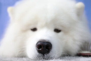 Big nose of a white dog. Close-up
