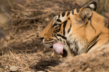 Tiger cub taking out its tongue, Ranthambore Tiger Reserve