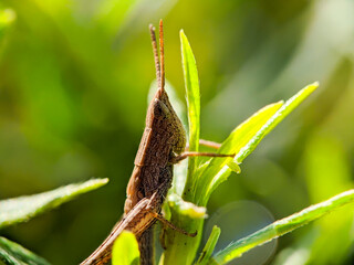A brown grasshopper also called short-horned grasshopper, hides behind green leaves. Macro photography.