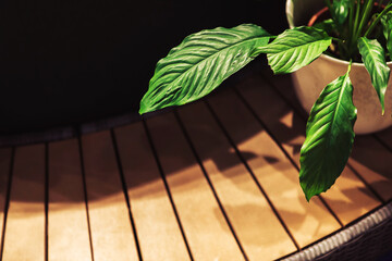 A pot of flowers on a wooden floor. House decoration with indoor plants