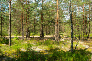 Majestic green pine tree forest, deep natural forest in Belarus