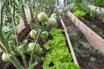 green tomatoes on a branch in a greenhouse