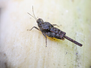 A brown grasshopper also called short-horned grasshopper, hides behind green leaves. Macro photography.