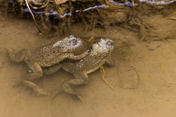 Dwie żaby w kałuży