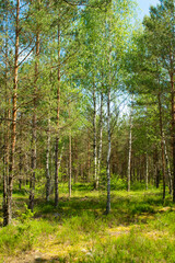 The primeval forest with mossed ground, Belarus