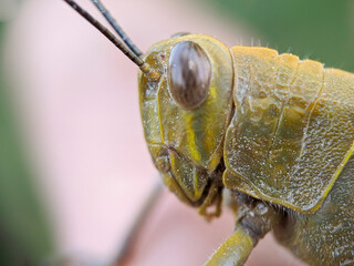 A brown grasshopper also called short-horned grasshopper, hides behind green leaves. Macro photography.