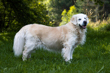 Golden retriever © Rafal Kot