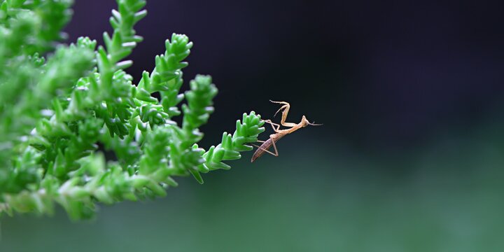 Czyhająca na zdobycz nimfa modliszki zwyczajnej (Mantis religiosa)
