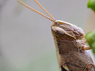 A brown grasshopper also called short-horned grasshopper, hides behind green leaves. Macro photography.