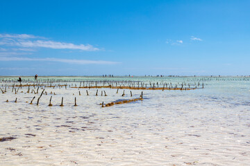 Seaweed farm in , Zanzibar, Tanzania