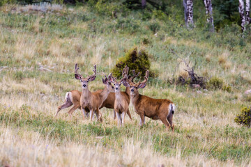 Herd of Mule Deer Bucks