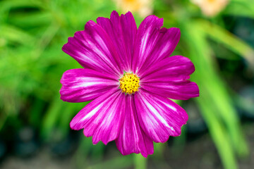 Obraz premium Cosmos flower close-up on a blurred background.