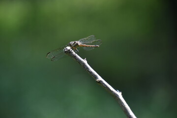 dragonfly is on a small branch