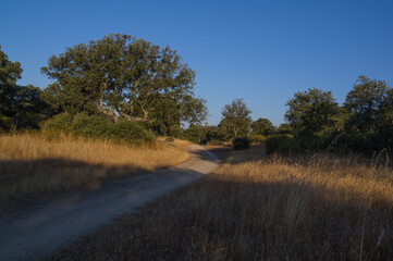 las drzewa natura droga widok