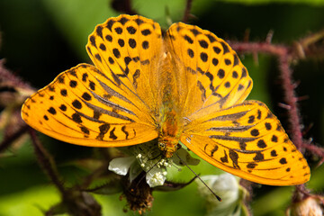 Pomarańczowy motyl © Rafal Kot
