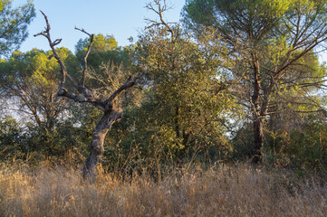 Fototapeta premium las drzewa natura droga widok