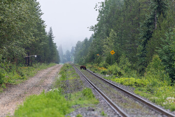 Grizzly bear on train tracks looking for food near Blue River British Columbia