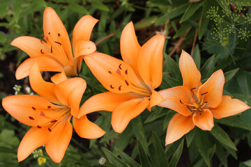 beautiful orange lilies in the garden. Picture for the holiday