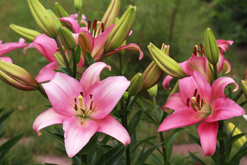 Obraz na płótnie Canvas beautiful pink lilies in the garden. Picture for the holiday