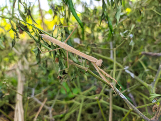 A brown grasshopper also called short-horned grasshopper, hides behind green leaves. Macro photography.