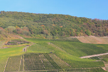Vineyard