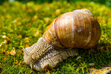 Slimak na tle zielonej trawy i mchu © Rafal Kot