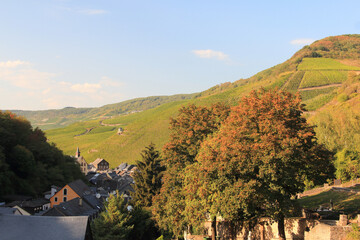 Vineyard