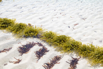Seaweed farm in , Zanzibar, Tanzania