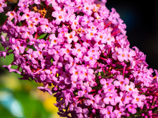 Obraz premium colorful summer lilac flowers of a tree