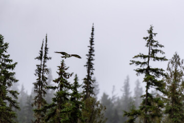 Osprey flying over the treetops at Blue River British Columbia Canada