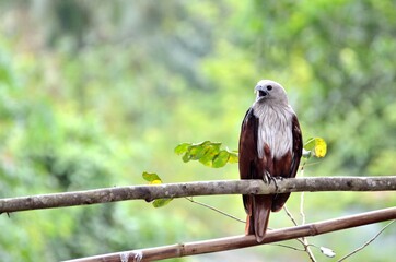 hawk is sticking to a branch and looking for food.