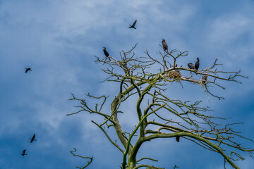 Huge cormorant colonies in the Curonian Spit National Park, Lithuania. The number of cormorants and herons is so high that the gauno kills the trees making large clearings the pine forest