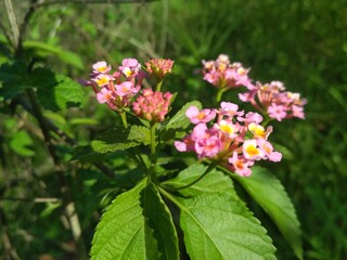pink and white flowers