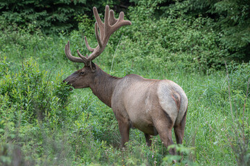 Naklejka na ściany i meble Deer with big antlers near Jasper British Columbia