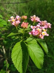 red and white flowers