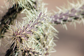 Thorns, spines, and prickles