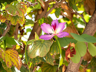 Plantas y flores en el jardin, plantas naturales.