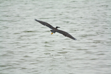Fototapeta na wymiar Birds flying on the water to find food