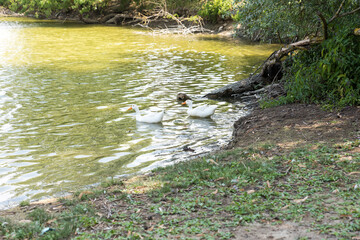 Pair of white ducks