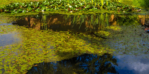 Incredibly rich ecosystems developing in natural ponds during the summer months under the leaves and water lilies in the Baltic states and scandinavia.