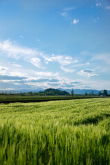 Wheat field (green)