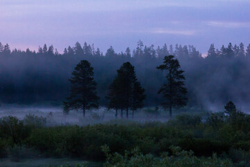 Three Trees at dusk during morning fog