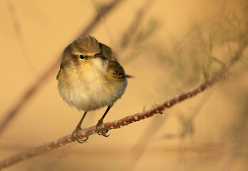 Common chiffchaff on a branch, Bahrain
