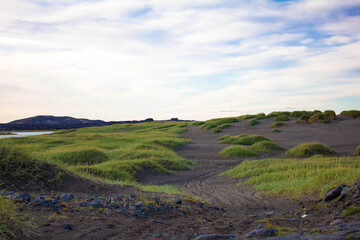 Fototapeta na wymiar Iceland Grass Dunes