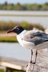A Laughing Gull (Leucophaeus atricilla) perched on a wooden rail at Assateague Island National Seashore, Maryland