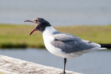 A Laughing Gull (Leucophaeus atricilla) perched on a wooden rail and calling at Assateague Island National Seashore, Maryland
