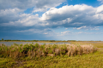 Fototapeta premium Salt marsh wetlands under blue sky with fluffy clouds and rain in the distance at Assateague Island National Seashore, Maryland