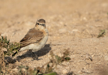 Desert Wheatear looking towards camera, Bahrain