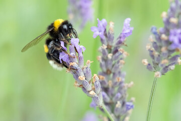 Hummel