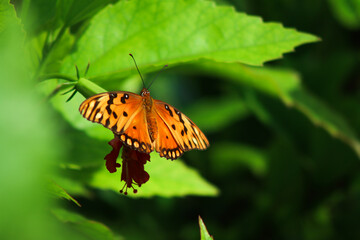Fototapeta na wymiar Mariposa de colores en la naturaleza verde